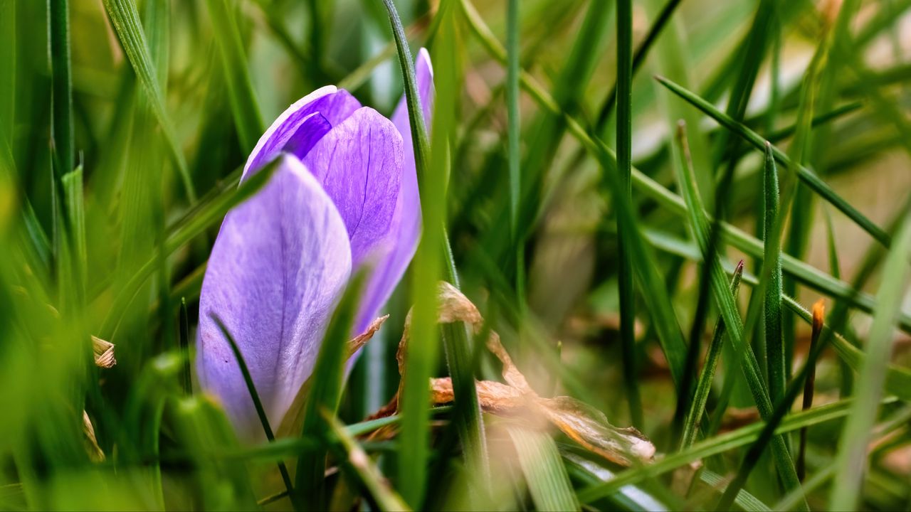 Wallpaper saffron, flower, macro, grass, spring