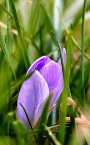 Preview wallpaper saffron, flower, macro, grass, spring