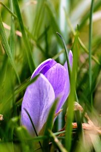 Preview wallpaper saffron, flower, macro, grass, spring