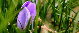 Preview wallpaper saffron, flower, macro, grass, spring