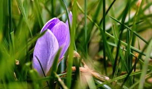 Preview wallpaper saffron, flower, macro, grass, spring