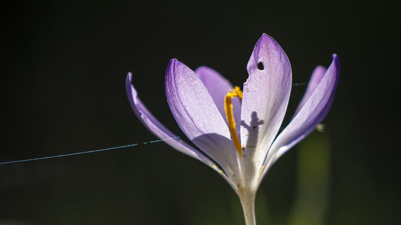 Wallpaper saffron, flower, petal, light, purple