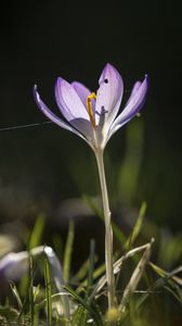 Preview wallpaper saffron, flower, petal, light, purple