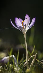 Preview wallpaper saffron, flower, petal, light, purple