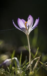 Preview wallpaper saffron, flower, petal, light, purple