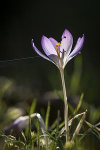 Preview wallpaper saffron, flower, petal, light, purple