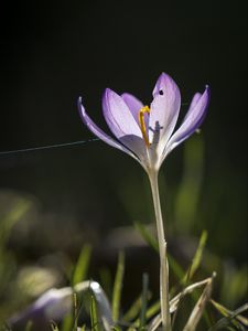 Preview wallpaper saffron, flower, petal, light, purple