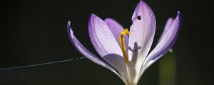 Preview wallpaper saffron, flower, petal, light, purple