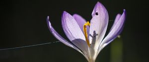 Preview wallpaper saffron, flower, petal, light, purple