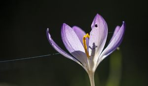 Preview wallpaper saffron, flower, petal, light, purple