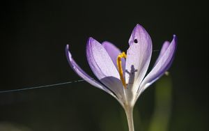 Preview wallpaper saffron, flower, petal, light, purple