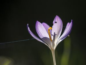 Preview wallpaper saffron, flower, petal, light, purple