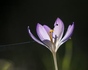 Preview wallpaper saffron, flower, petal, light, purple