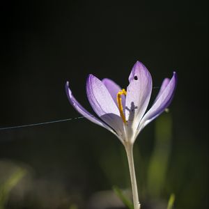 Preview wallpaper saffron, flower, petal, light, purple