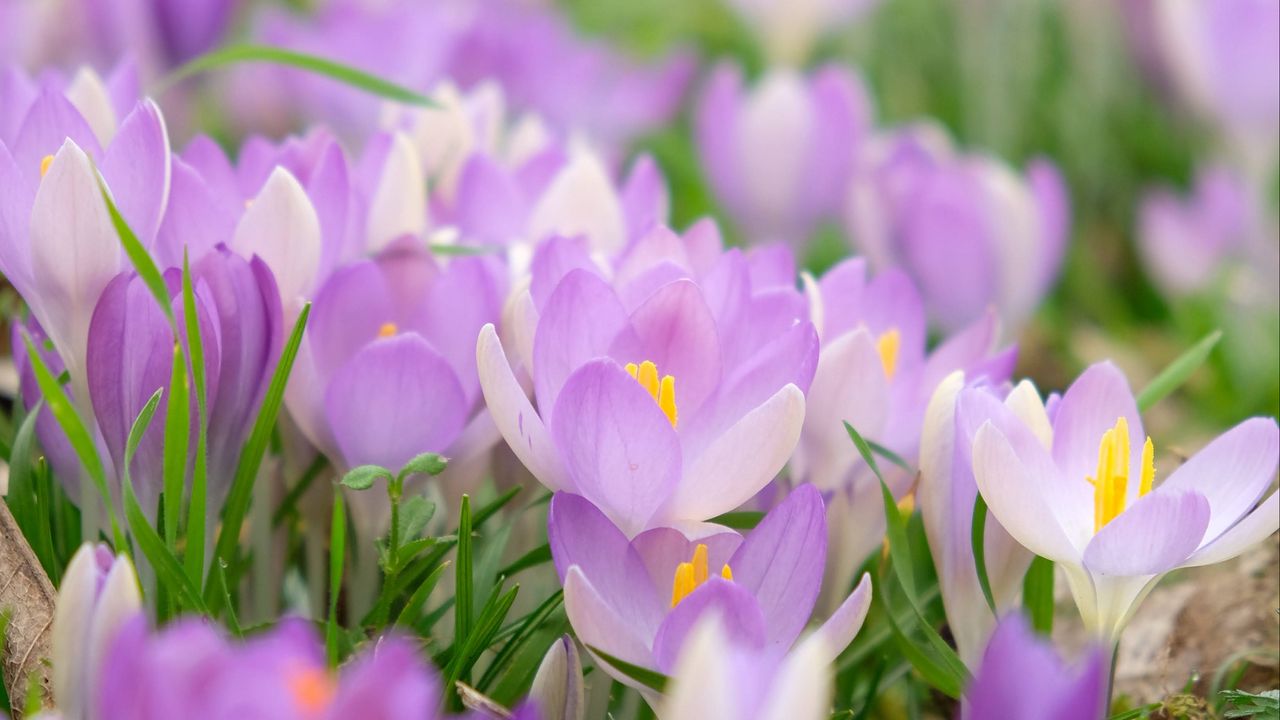 Wallpaper saffron, flower, petals, purple, macro, blur