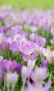 Preview wallpaper saffron, flower, petals, purple, macro, blur