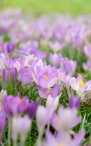 Preview wallpaper saffron, flower, petals, purple, macro, blur