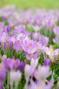 Preview wallpaper saffron, flower, petals, purple, macro, blur