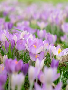 Preview wallpaper saffron, flower, petals, purple, macro, blur