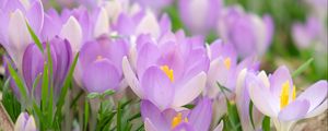 Preview wallpaper saffron, flower, petals, purple, macro, blur