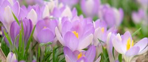 Preview wallpaper saffron, flower, petals, purple, macro, blur