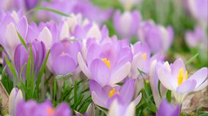 Preview wallpaper saffron, flower, petals, purple, macro, blur