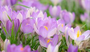 Preview wallpaper saffron, flower, petals, purple, macro, blur