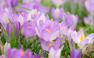 Preview wallpaper saffron, flower, petals, purple, macro, blur