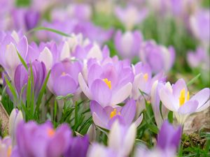 Preview wallpaper saffron, flower, petals, purple, macro, blur