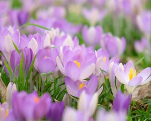 Preview wallpaper saffron, flower, petals, purple, macro, blur