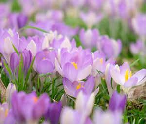 Preview wallpaper saffron, flower, petals, purple, macro, blur