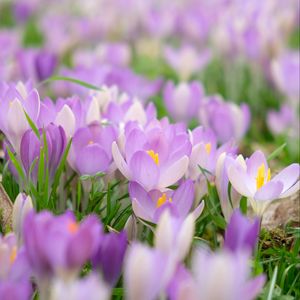 Preview wallpaper saffron, flower, petals, purple, macro, blur