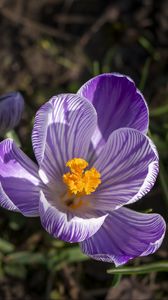 Preview wallpaper saffron, flower, petals, spring, pollen, purple