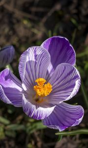 Preview wallpaper saffron, flower, petals, spring, pollen, purple