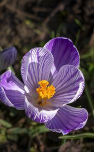 Preview wallpaper saffron, flower, petals, spring, pollen, purple