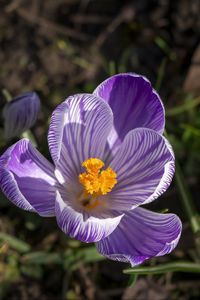 Preview wallpaper saffron, flower, petals, spring, pollen, purple