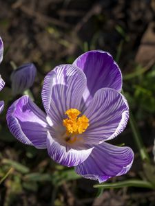 Preview wallpaper saffron, flower, petals, spring, pollen, purple