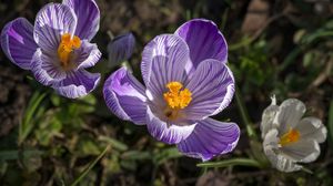 Preview wallpaper saffron, flower, petals, spring, pollen, purple