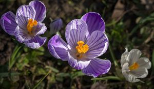 Preview wallpaper saffron, flower, petals, spring, pollen, purple