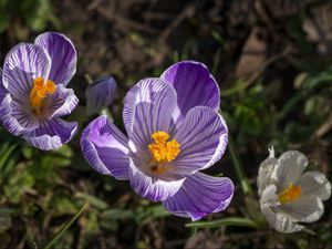 Preview wallpaper saffron, flower, petals, spring, pollen, purple