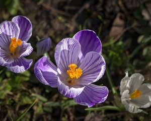 Preview wallpaper saffron, flower, petals, spring, pollen, purple