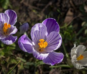 Preview wallpaper saffron, flower, petals, spring, pollen, purple