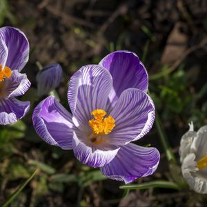 Preview wallpaper saffron, flower, petals, spring, pollen, purple