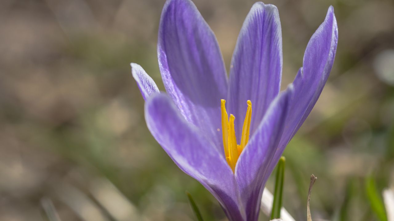 Wallpaper saffron, flower, petals, purple