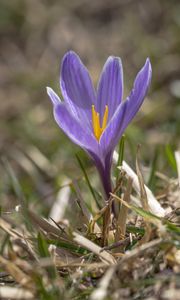 Preview wallpaper saffron, flower, petals, purple