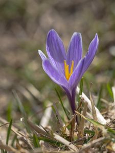 Preview wallpaper saffron, flower, petals, purple