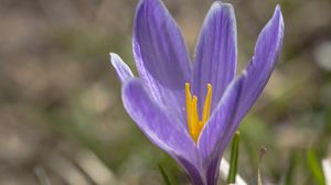 Preview wallpaper saffron, flower, petals, purple