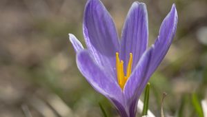 Preview wallpaper saffron, flower, petals, purple