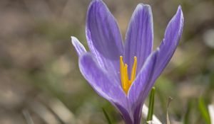 Preview wallpaper saffron, flower, petals, purple