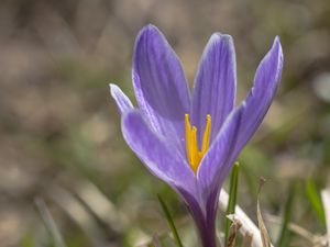 Preview wallpaper saffron, flower, petals, purple